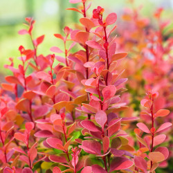 Berberis thunbergii 'Orange Rocket'*