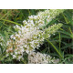 Buddleja davidii 'Nanho White'