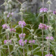 Phlomis pururea