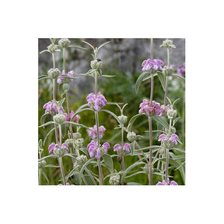 Phlomis pururea