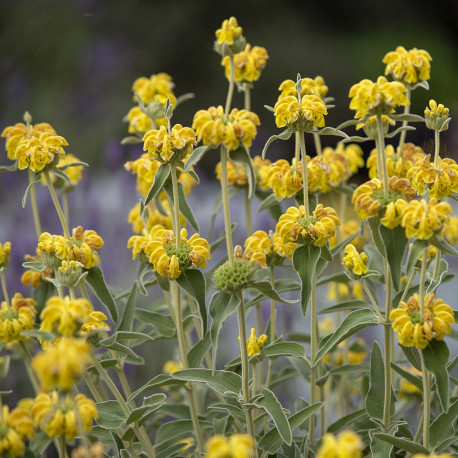 Phlomis fruticosa