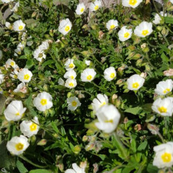 Cistus x florentinus 'Tramontane'