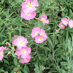 Cistus x argenteus 'Peggy Sammons'