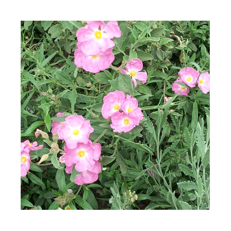 Cistus x argenteus 'Peggy Sammons'