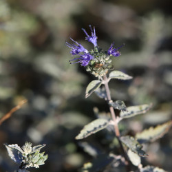 Caryopteris x clandonensis 'Sterling Silver'®