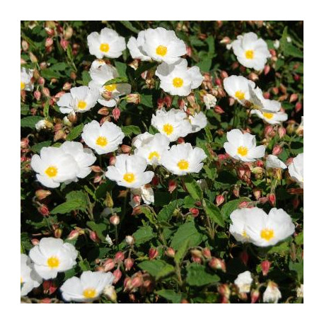 Cistus x corbariensis