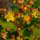 Hypericum x inodorum 'Orange Flair'