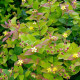 Hypericum androsaemum