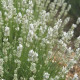 Lavandula angustifolia 'Arctic Snow'