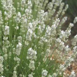 Lavandula angustifolia 'Arctic Snow'