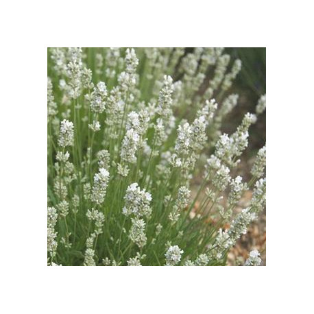 Lavandula angustifolia 'Arctic Snow'