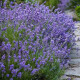 Lavandula angustifolia 'Munstead'