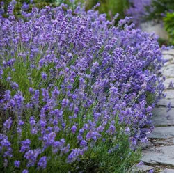 Lavandula angustifolia 'Munstead'