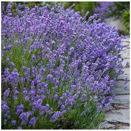 Lavande vraie 'Munstead' (Lavandula angustifolia var. munstead) - Le jardin  des vie-la-joie