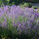 Lavandula angustifolia 'Vera'