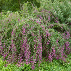Lespedeza thunbergii