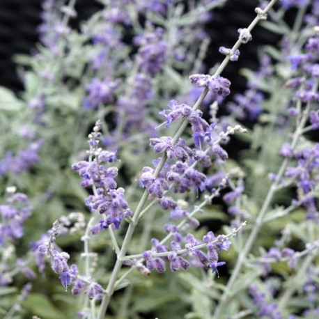 Perovskia atriplicifolia 'Silvery Blue'®