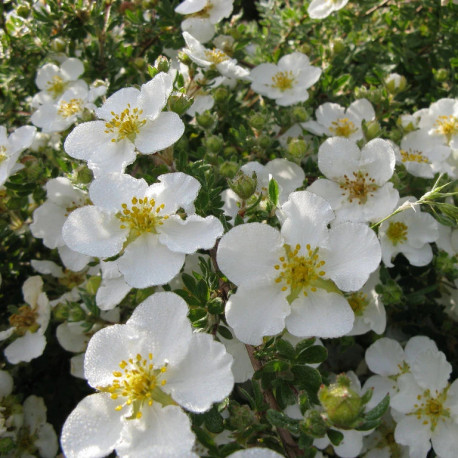 Potentilla fruticosa var. veitchii