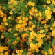 Potentilla fruticosa 'Hopley's Orange'