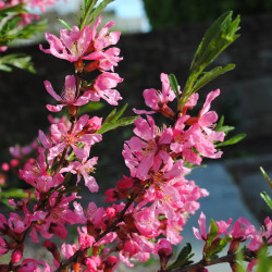 Prunus tenella f. gessleriana 'Fire Hill'*