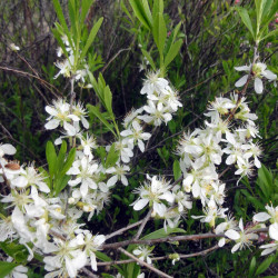 Prunus tenella 'Alba'