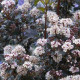 Physocarpus opulifolius 'Little Joker'®