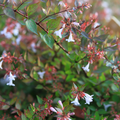 Abelia x grandiflora