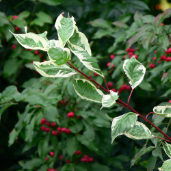 Cornus alba 'Elegantissima'*