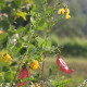 Colutea arborescens*