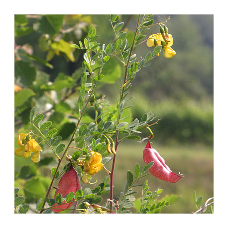 Colutea arborescens*