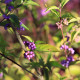 Callicarpa dichotoma 'Issaï'