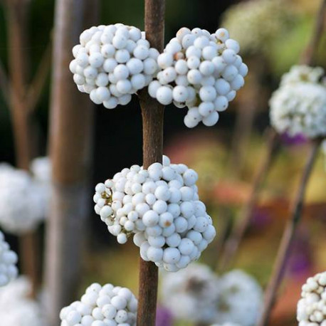 Callicarpa bodinieri MAGICAL® 'Snowstar'