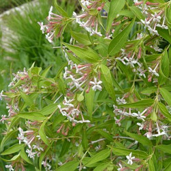 Zabelia triflora