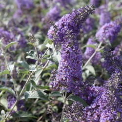 Buddleja 'Lochinch'