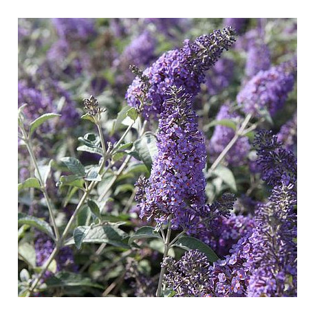 Buddleja 'Lochinch'