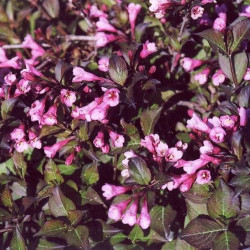 Weigela florida 'Nana Purpurea'*