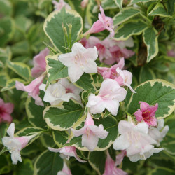 Weigela florida 'Nana Variegata'*