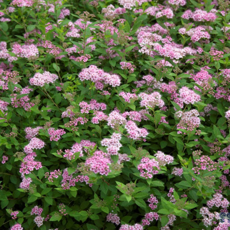 Spiraea japonica 'Little Princess'