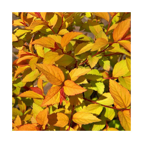 Spiraea japonica 'Firelight'*