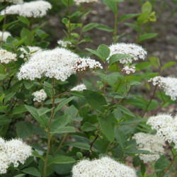 Spiraea media