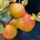 Chaenomeles japonica 'Cido'