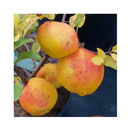 Chaenomeles japonica 'Cido'