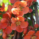 Chaenomeles japonica 'Cido'