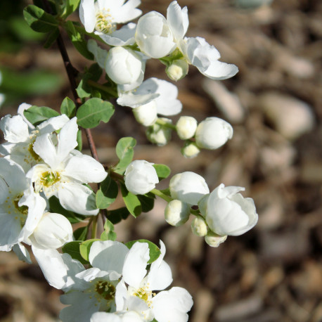 Exochorda x macrantha 'The Bride'