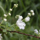 Exochorda x macrantha 'The Bride'