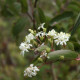 Heptacodium miconioides