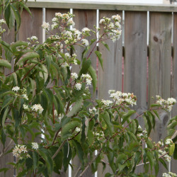 Heptacodium miconioides