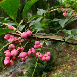 Euonymus phellomanus