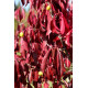 Euonymus carnosus 'Red Wine'