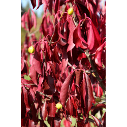 Euonymus carnosus 'Red Wine'